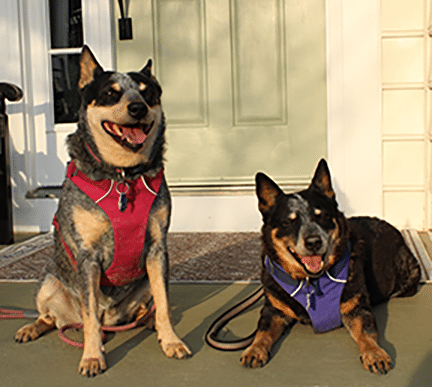 Two dogs on porch wearing harnesesses
