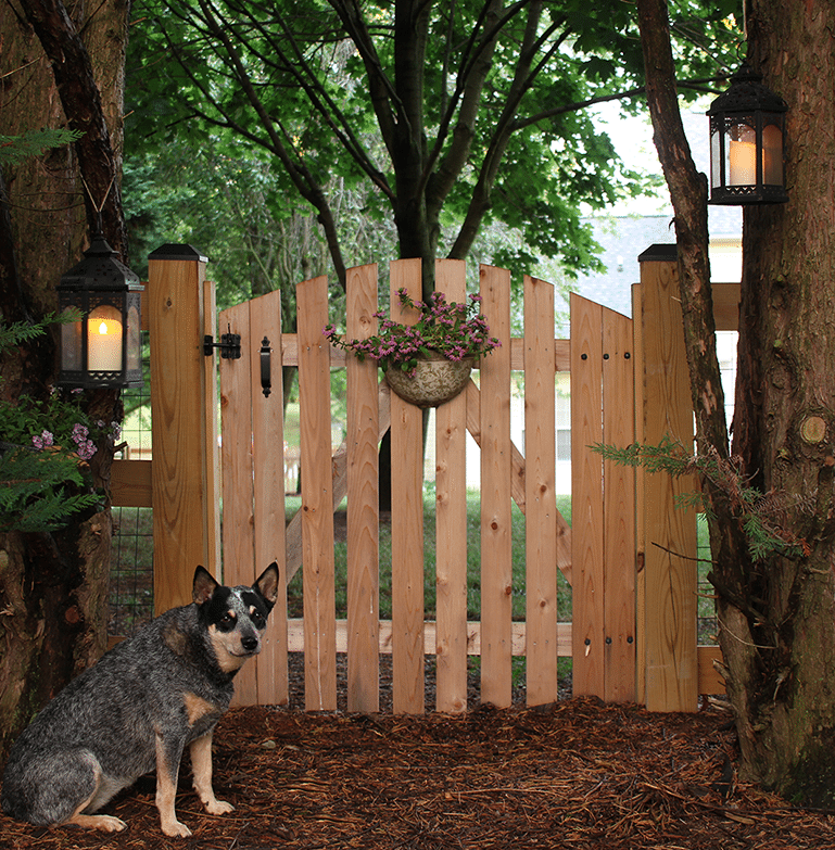 A dog in front of a fence gate in the evening light with lanterns in surrounding trees