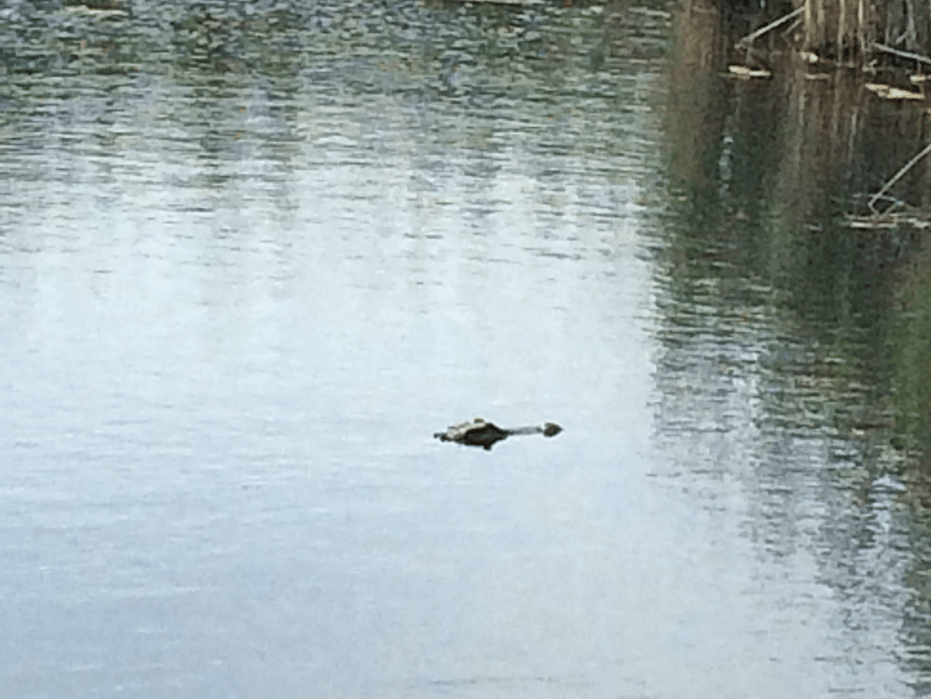 An alligator in a pond